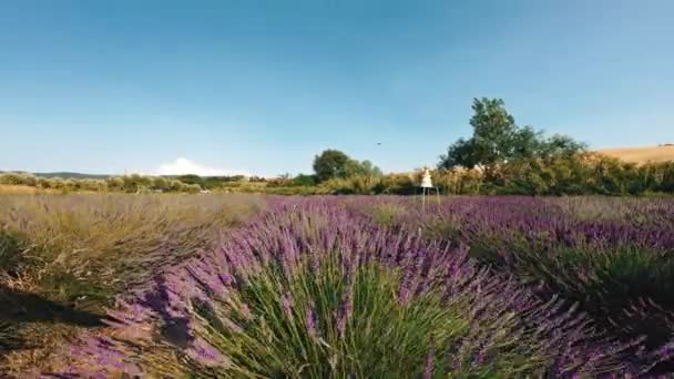 라벤더 밭에서 꽃피는 — 비디오