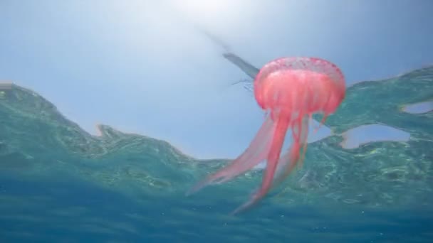 Розовая Медуза Океане Ноктилука Пелагия — стоковое видео