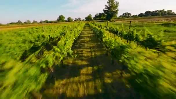 Yeşil Üzüm Bağının Havadan Görünüşü — Stok video