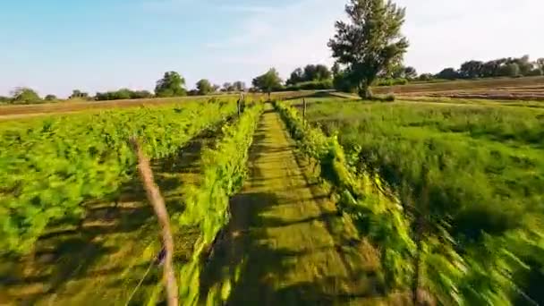 Pemandangan Udara Kebun Anggur Hijau — Stok Video