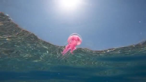 把水母泡在海里Pelagia Noctiluca — 图库视频影像