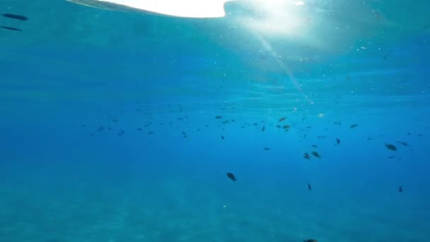 海洋中鱼的水下视图 — 图库视频影像