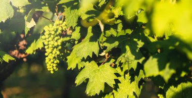 Gün batımında yeşil üzüm bağları