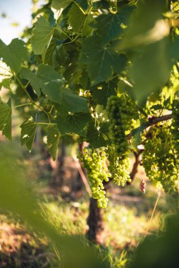 Gün batımında yeşil üzüm bağları