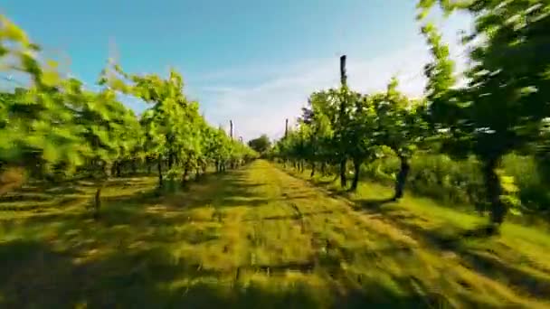 Aerial View Green Vineyard — Stock Video