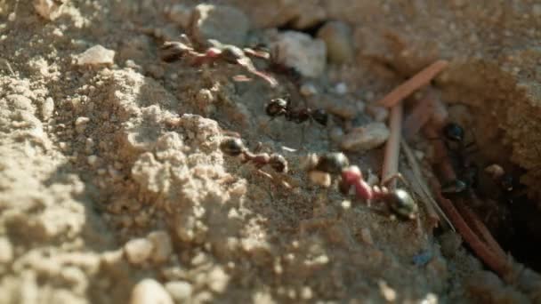 Μυρμήγκια Βγαίνουν Από Μια Μυρμηγκοφωλιά — Αρχείο Βίντεο