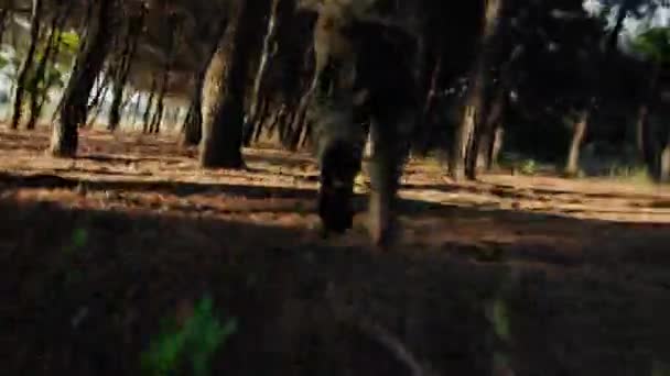 士兵在森林里战战兢兢 — 图库视频影像