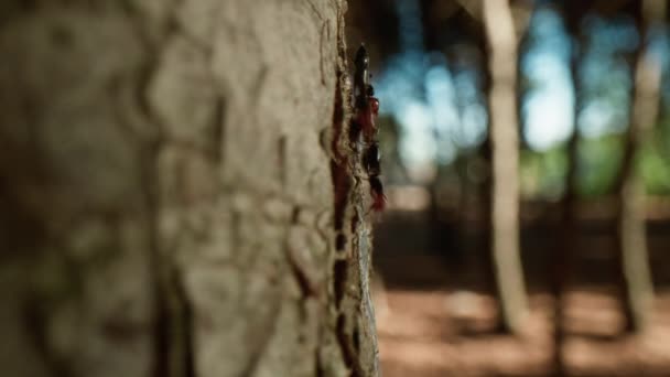 Мурахи Ходять Стовбуру Дерева — стокове відео