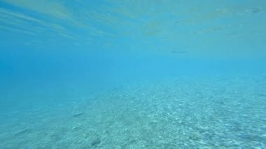 İmparatorluk İğne Balığı okyanusta yüzüyor..