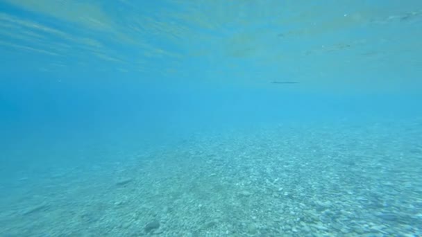 王鱼在海里游来游去 — 图库视频影像