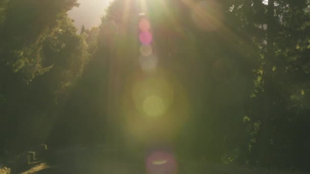 Солнце Светит Сквозь Деревья — стоковое видео