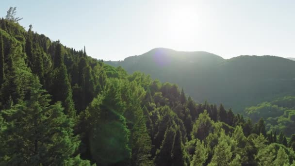 Αεροφωτογραφία Του Στην Κορυφή Των Ελάτων — Αρχείο Βίντεο