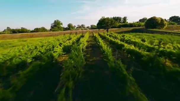 Aerial View Green Vineyard — Stock Video