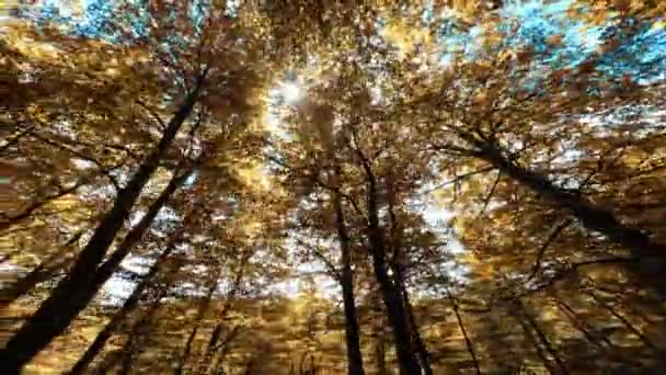 Blick Von Unten Auf Braunes Herbstlaub Bäumen — Stockvideo