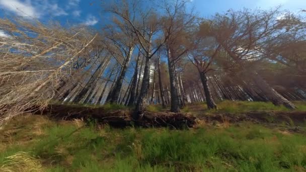 松树被火烧毁了 — 图库视频影像