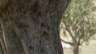 Asırlık zeytin ağacının gövdesi.