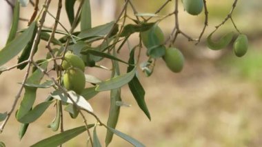 Zeytin ağacının yakın çekim