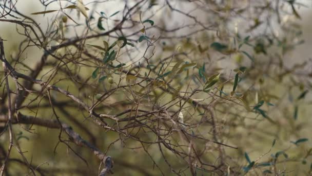 올리브 나무의 클로즈업 — 비디오