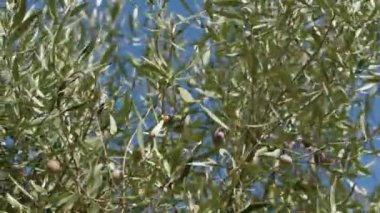 Zeytin ağacının yakın çekim