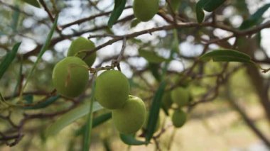 Olgun zeytinleri yağ üretimi için kapatın.