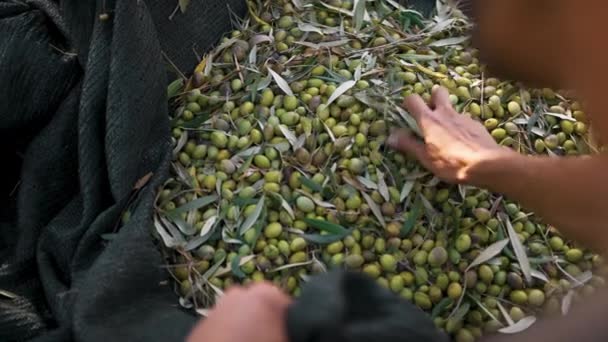 การเก บเก ยวของมะกอกส าหร บการผล นมะกอกบร เศษ — วีดีโอสต็อก