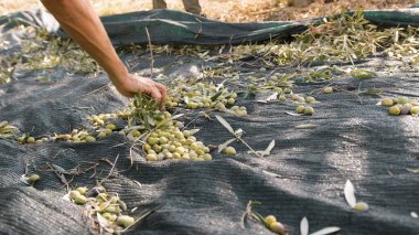 Ekstra bakire yağı için zeytin hasadı..