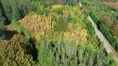 Sarı Sonbahar Ağaçlarının Hava Görünümü