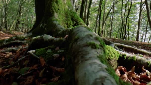 Макроснимок Корня Дерева — стоковое видео