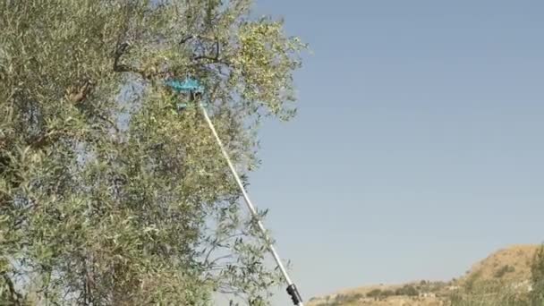 空気のオリーブ ハーベスターはオリーブと枝を揺ります — ストック動画