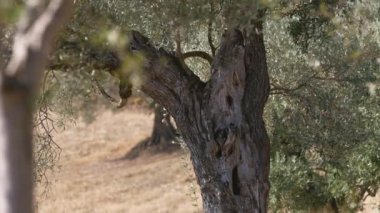 Asırlık zeytin ağacının gövdesi.