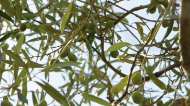 Ekstra saf yağ için zeytin..
