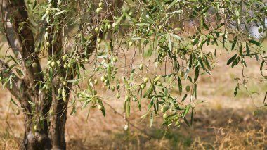 Yeşil zeytin ağacı dalı.