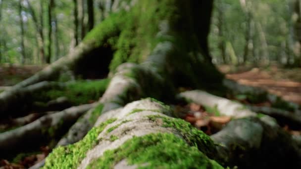 Макроснимок Корня Дерева — стоковое видео