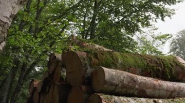 kesme ve yığılmış ağaç gövdeleri