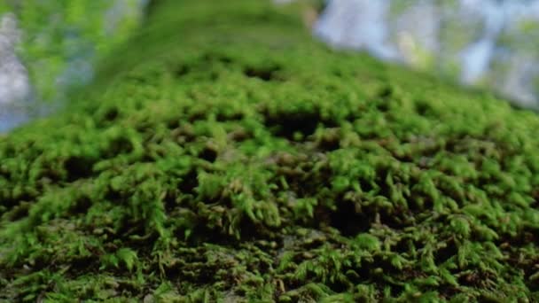Närbild Grön Mossa Trädstam — Stockvideo