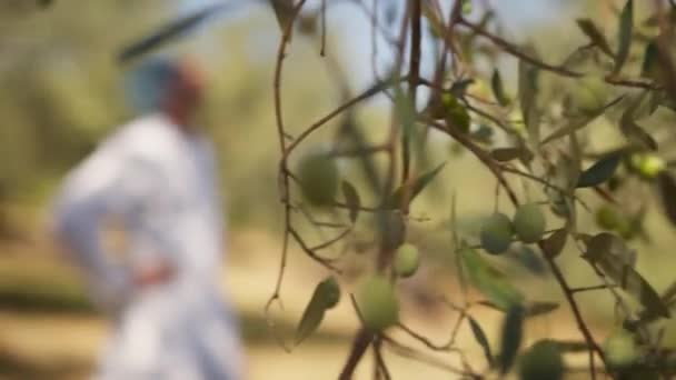 Vidéki Olajfákat Vizsgáló Szakértő Agronómus — Stock videók