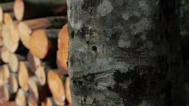 Troncos Árvores Cortados Empilhados — Vídeo de Stock
