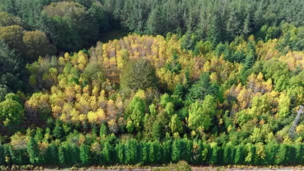 Letecký Pohled Žluté Podzimní Stromy — Stock video