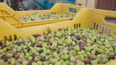 Petrol üretimi için zeytin dolu kutuları kapatın.