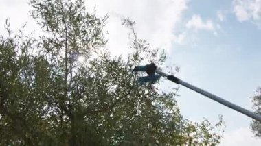 Pnömatik zeytin hasatçısı zeytinlerle dalları sallıyor.