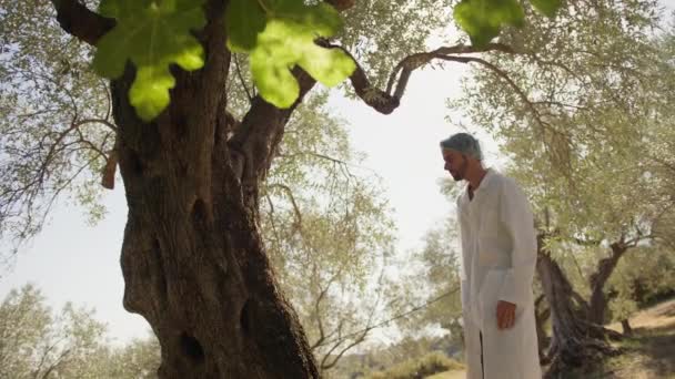 과학자 농업학자 올리브 나무의 건강을 — 비디오