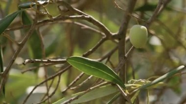 Zeytin ağacının yakın çekim