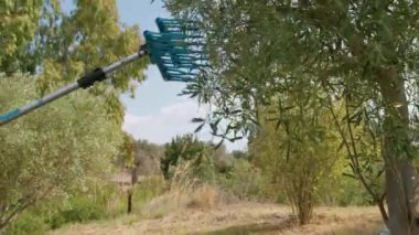 Pnömatik zeytin hasatçısı zeytinlerle dalları sallıyor.