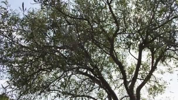 Zeytin Ağacının Yakın Çekim — Stok video