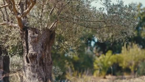 Bagażnik Wiekowego Drzewa Oliwnego — Wideo stockowe