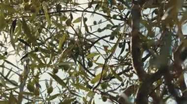 Zeytin ağacının yakın çekim