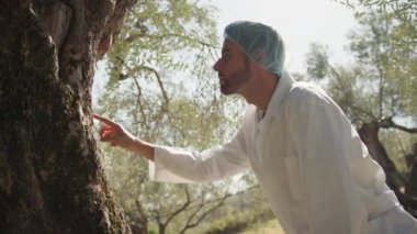 Uzman inceleme için bir zeytin ağacının gövdesine dokunuyor.. 