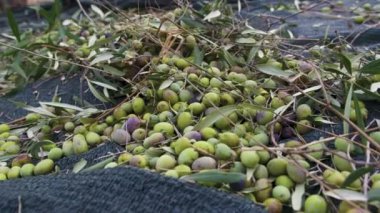 Ekstra bakir zeytinyağı üretimi için zeytin hasadı..