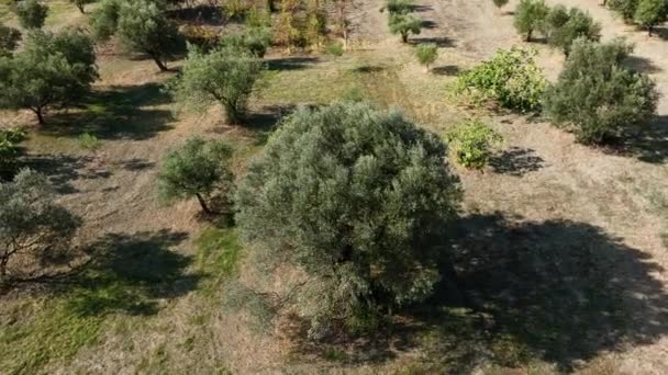 橄榄树的空中景观 — 图库视频影像