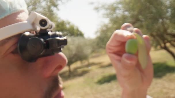 Agronomi Vetenskapsman Tittar Oliv Med Speciella Glasögon — Stockvideo